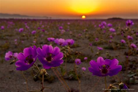 Atacama desert in Bloom | Desert flowers, Nature, Deserts