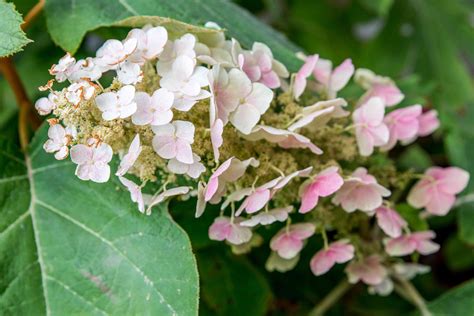 How to Grow and Care for Oakleaf Hydrangea