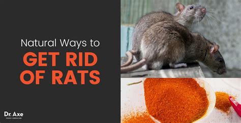 Homemade Rat Repellent Recipe | Besto Blog