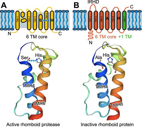 Schematic topological models of the Rhomboid proteins. The rhomboid ...