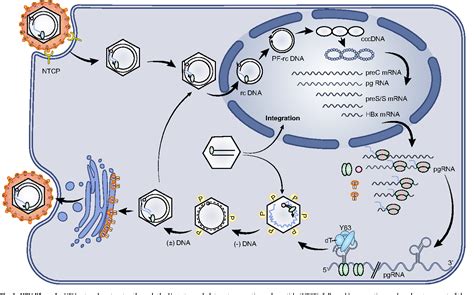 Table 1 from Overview of hepatitis B viral replication and genetic ...