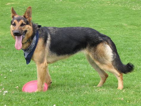 German Shepherd Breed Guide - Learn about the German Shepherd.