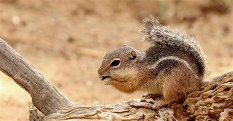 Baby Squirrel: 5 Kit Pictures and 5 Facts - A-Z Animals