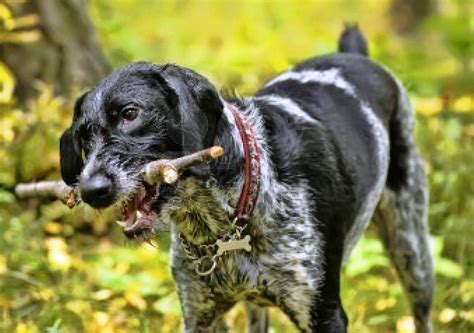 About Dog German Wirehaired Pointer: Training Your German Wirehaired ...