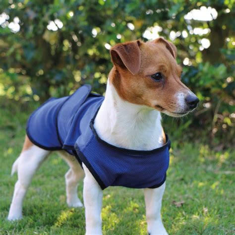 Dog Cooling Coat - Pets and Lifestyle