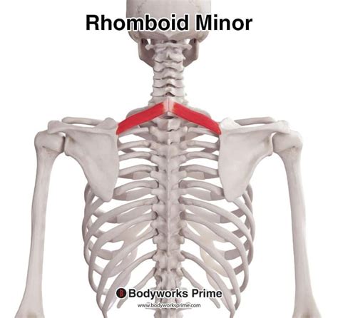 Rhomboid Minor Muscle Anatomy - Bodyworks Prime