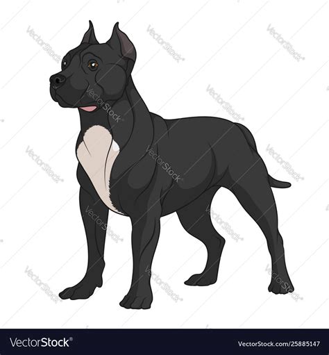 Color a black pit bull with white Royalty Free Vector Image