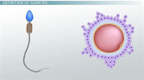 Gametes | Definition, Formation & Examples - Lesson | Study.com