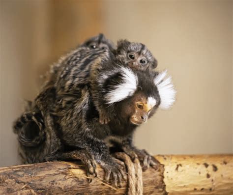 Marmoset Monkey : The Ultimate Guide to Caring for Your Pet Finger Monkey