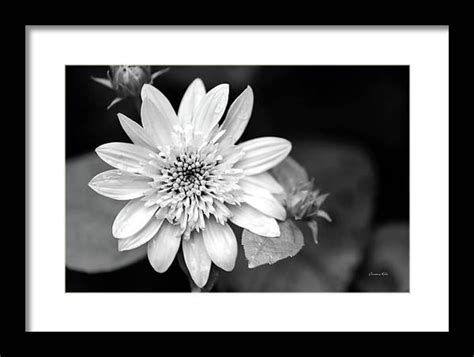 Black and White Flower Photography, Fine Art Photography Flower Print ...