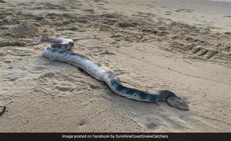 Highly Venomous Sea Snake Washes Up On Australian Beach