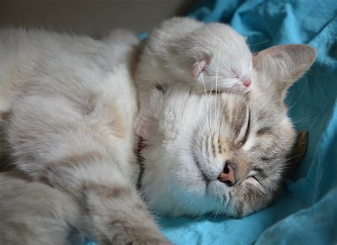 Kitten With Mom Cat Baby - Free photo on Pixabay - Pixabay