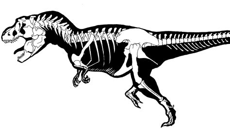 Dinosaur Skeleton Png - PICSFORFREE