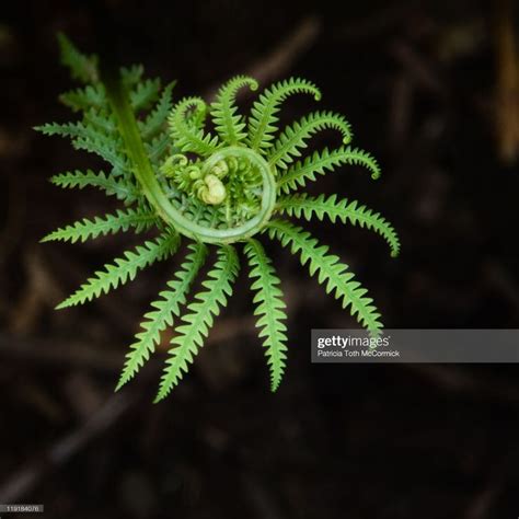 Fresh Green Fern Plant in Dark