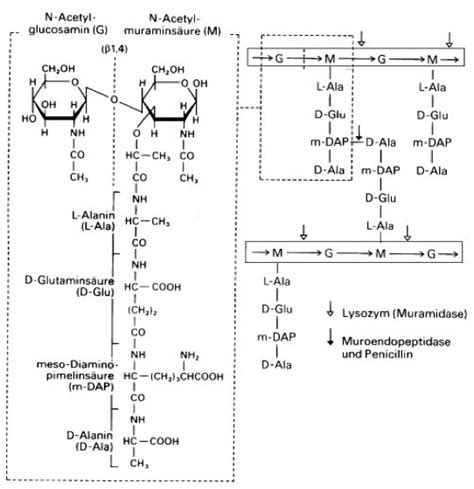 Murein - Lexikon der Biologie