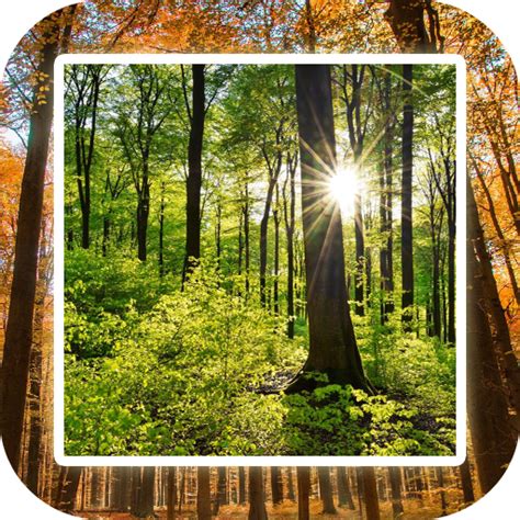 Forest Wallpaper HD for PC / Mac / Windows 11,10,8,7 - Free Download ...