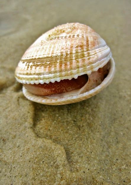 Premium Photo | Shell on the beach