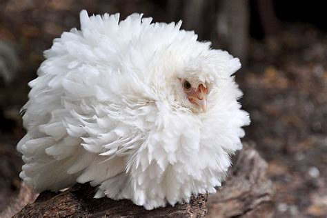 White Silkie Frizzle Chicken | Beautiful Chickens