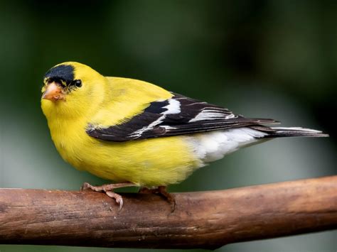 American Goldfinch - NestWatch