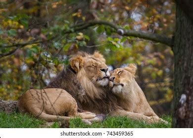 Lion And Lioness Cuddling