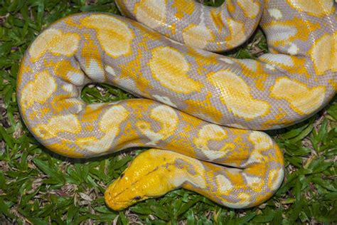 Burmese Python Snake Facts