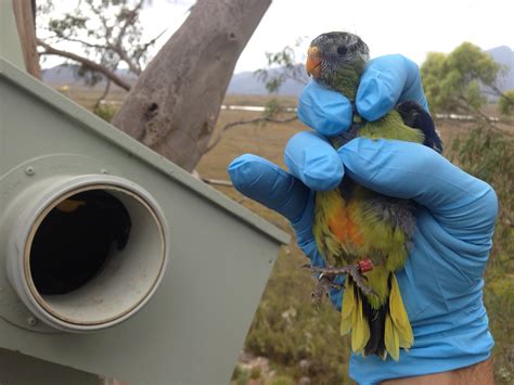 Orange-bellied parrot — DIFFICULT BIRD RESEARCH GROUP