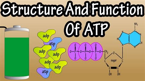 Adp Molecule Parts