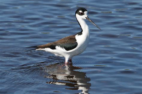 Myakka River State Park - map, photos and other informations