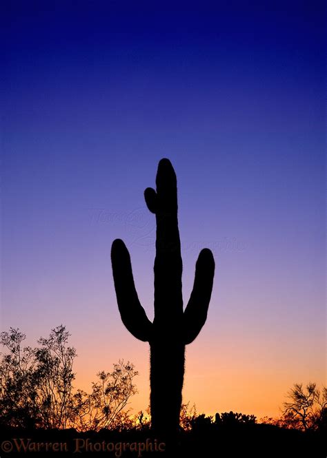 Saguaro cactus at sunset photo WP00975