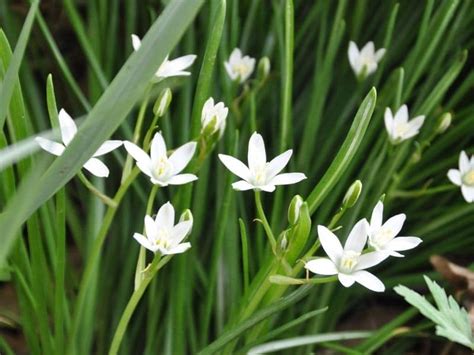 Star of Bethlehem Flower Meaning and Symbolism | Florgeous