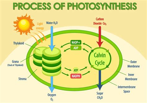 Diagram showing process of photosynthesis in plant 3426910 Vector Art ...