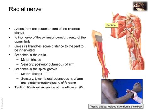 Applied anatomy radial nerve injury