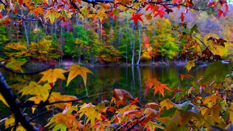 Wallpapers Fall Leaves - Wallpaper Cave