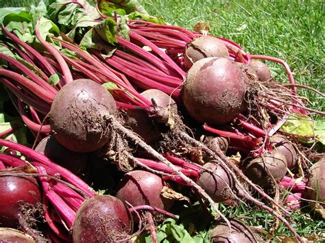 New Utah Gardener: Harvesting Beets!