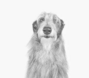 Scottish Deerhound: Temperament Size Health - Dog Time Breeds