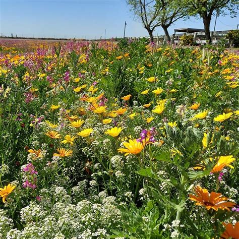 Wildflower Lawns | American Meadows