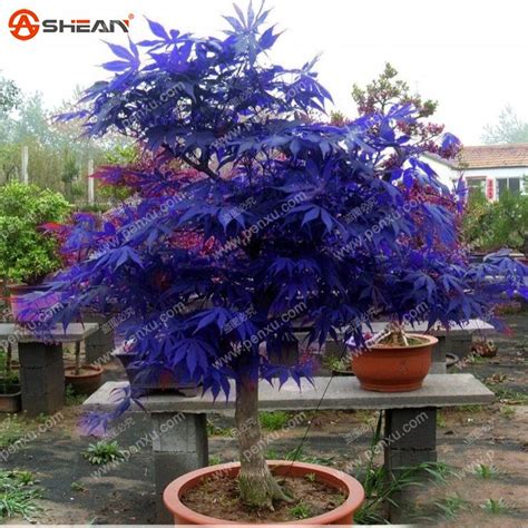 View Ghost Blue Maple Bonsai Full - Hobby plan