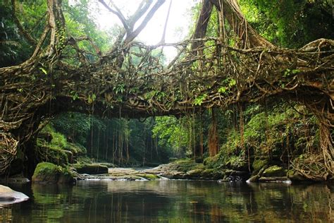 Living Root Bridge, Mawlynnong - Timings, Entry Fee, Best Time to Visit