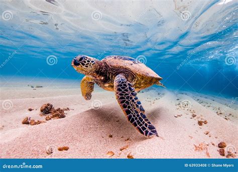 Hawaiian Green Sea Turtle stock photo. Image of family - 63933408