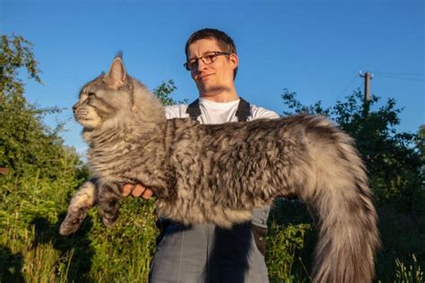 21+ Largest Maine Coon Cats in the World - MaineCoon.org