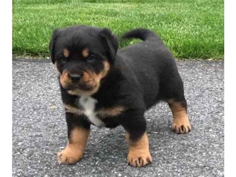 Free Rottweiler Puppies For Adoption | PETSIDI