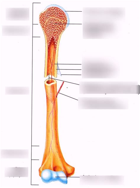 Long Bone Diagram | Quizlet