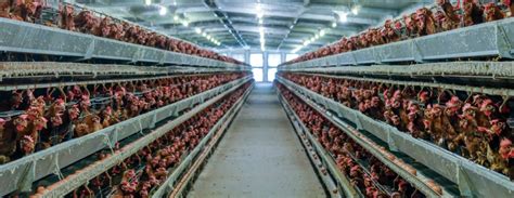 Revealing the Problem with Factory Farming | Factory Farms | Food ...