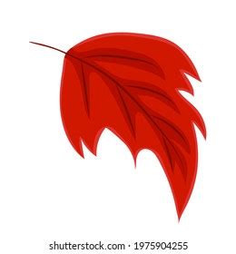 Red Autumn Leaf Drawing Vector Illustration Stock Vector (Royalty Free ...