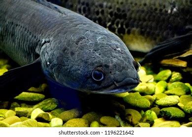 Aquarium Fish Snakehead Stock Photo 1196221642 | Shutterstock