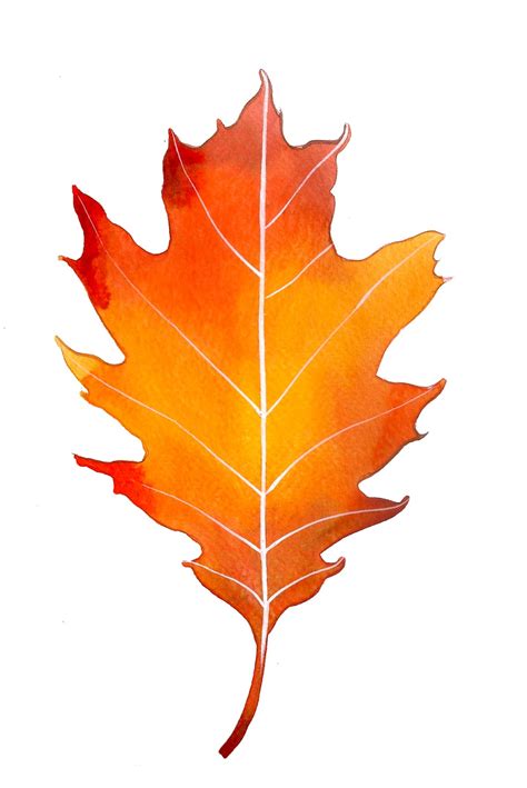 Oak Leaf Picture - ClipArt Best