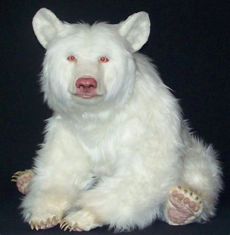 This is not a polar bear this is an albino black bear - Awesome | Rare ...