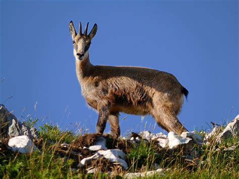 Chamois Animals | Facts Information & Pictures | All Wildlife Photographs