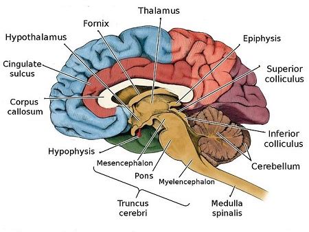 Corpus Callosum Diagram