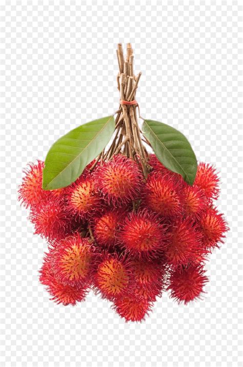 17+ Konsep Populer Gambar Pohon Rambutan Kartun